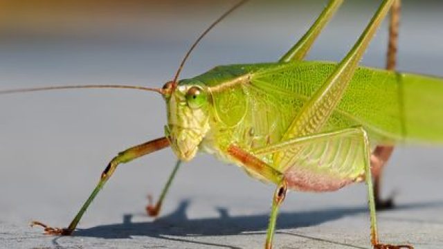 Reviving Ancient Sounds: AI Mimics Jurassic Insect Chirps