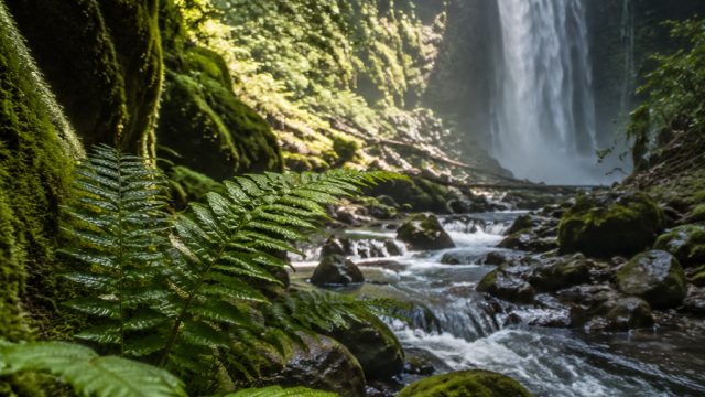 New Insights on Plant Survival: Earth Could Remain Green for 2 Billion Years | l