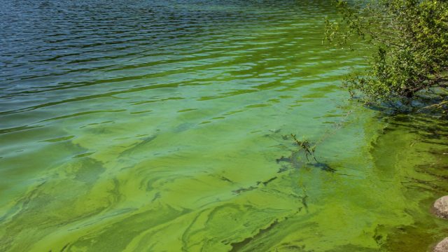 Health Advisory Issued for Thetis Lake Due to Blue-Green Algae | sbobet88 slot login, pragmatic777 t